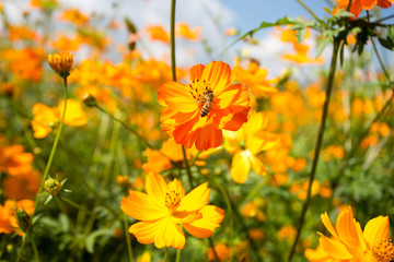 yellow cosmos background