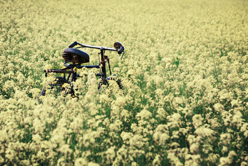 Vintage Bicycle in rural mustard field