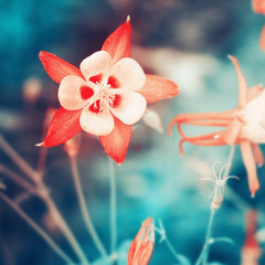 Beautiful flower background. Colorful filter.