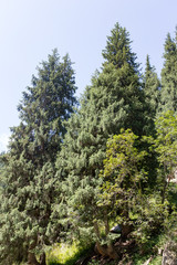Fototapeta premium beautiful Christmas tree in the mountains in summer