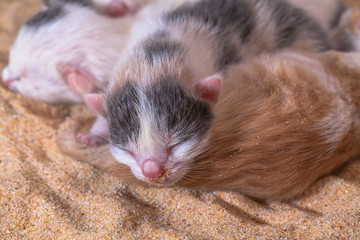 Cat baby in the sand. Mother cat gave birth in the sand in the first day
