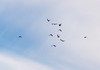 a flock of pigeons in the sky