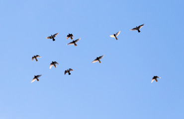 a flock of pigeons in the sky