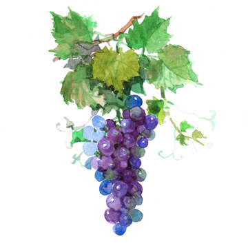 Watercolor grape bunch of green and dark grapes isolated on a white background illustration.