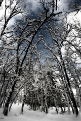 Snowy tree branches