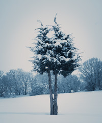 Alone tree in a field, winter season.