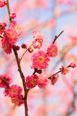 Macro background of Japanese Pink Plum blossoms branch in vertical frame 