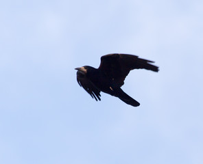 Crow on a background of blue sky