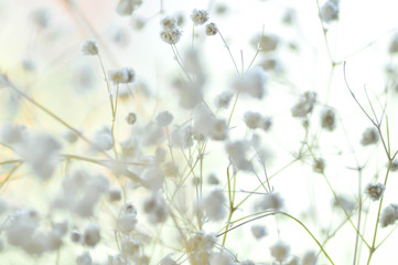 gypsophila flower in the vase
