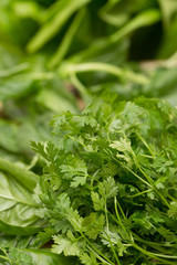 ハーブ　チャービル