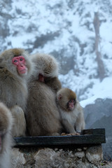 ニホンザル　地獄谷野猿公苑にて撮影