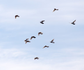 a flock of pigeons in the sky