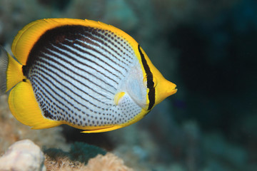 Fototapeta na wymiar Blackbacked butterflyfish