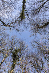 treetop in the winter forest