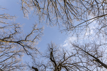 treetop in the winter forest