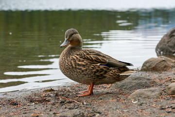 Close-up view of brown mallard duck in wildlife standing near the water at Mirror Lake in Oregon state, USA.