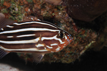 Sixstriped soapfish