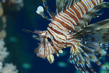 Fototapeta na wymiar Common lionfish
