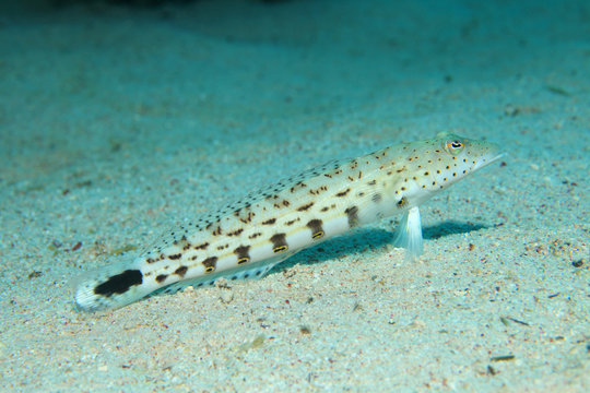 Speckled sandperch fish