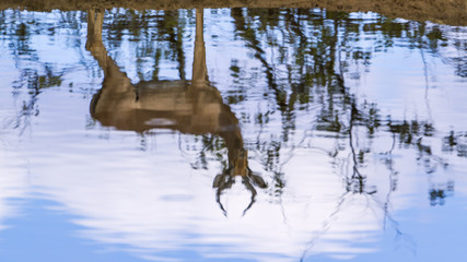 Naklejka premium Impala in Kruger National park, South Africa