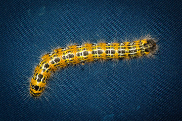 Caterpillar on a blue background