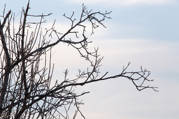 Obraz premium tree with bare branches at sunset