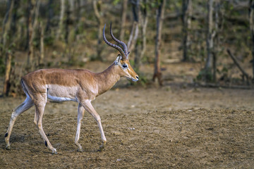 Naklejka na ściany i meble Impala in Kruger National park, South Africa