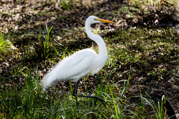 Great White Egret Hunting