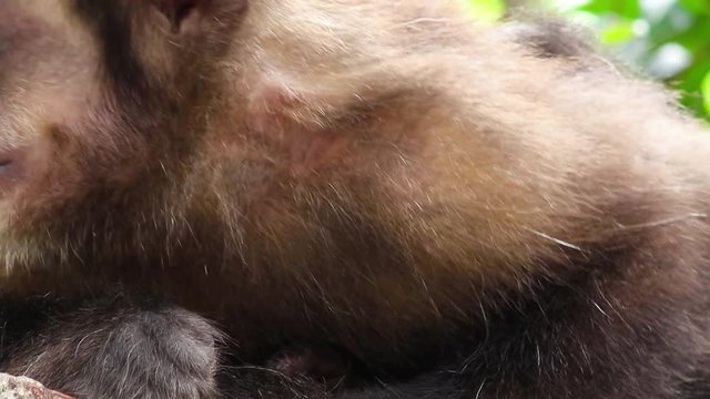 Macaco-prego. (Sapajus nigritus)