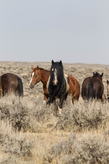 Wild mustangs at McCullough Peaks Wild Horse Herd Management Area