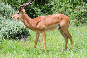 Impala isolated grazing