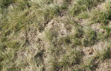 dry grass on lawn in winter as nature background