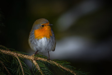 Rouge-gorge
