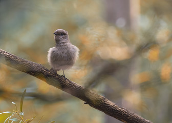 Blue caped water redstart