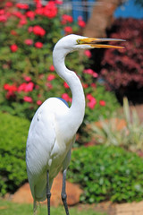Egret in the backyard