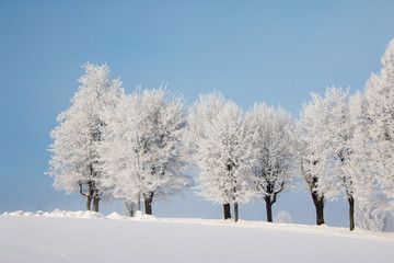 Bäume mit Eiskristallen und blauer Himmel
