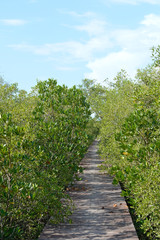 Fototapeta na wymiar mangrove