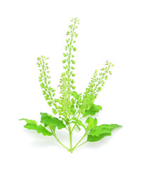 Basil flowers on a white background