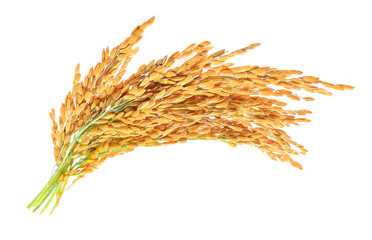ear of paddy, ears of Thai jasmine rice isolated on white backgr