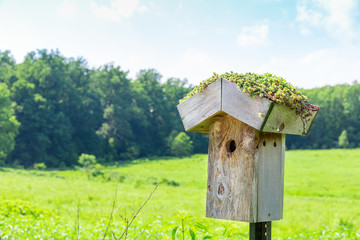 Nesting box on green meadow.