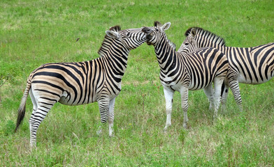 Fototapeta na wymiar Zebras in Südafrika