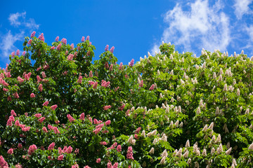 Red and white chestnut tree in blossom background