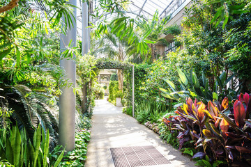 Botanical garden greenhouse exotic plants.