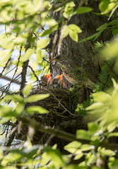 Гнездо с птенцами дрозда