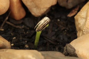 Green sprout growing from seed in organic soil surrounded by stones. Agriculture and Seeding Plant seed growing step concept image. Macro photography.