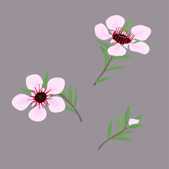 Set of flowers