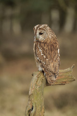 Tawny Owl
