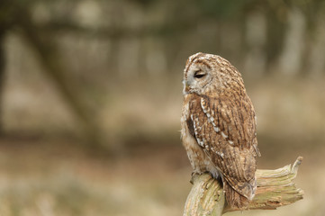 Tawny Owl