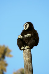 white handed gibbon