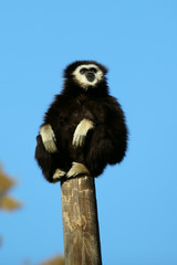 Fototapeta premium white handed gibbon on a tree limb